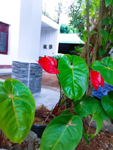 a plant with red flowers and green leaves at The Nest in Weligama