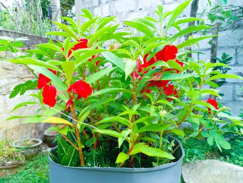 a potted plant with red flowers in a pot at The Nest in Weligama