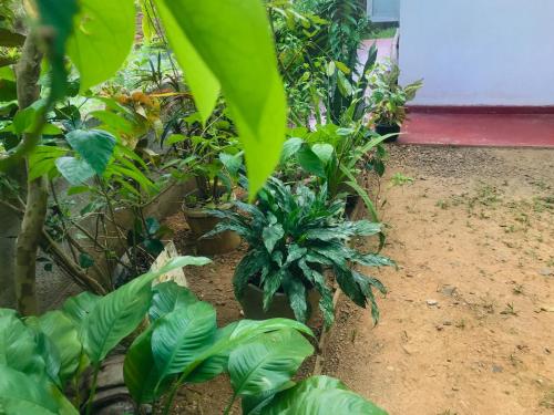 a garden with a bunch of green plants at House in Koggala in Koggala