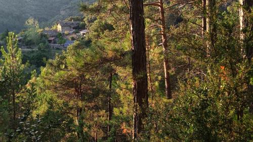 a forest of trees with a house in the background at Tiny House El Forn de La Pegatera in Coll de Nargó