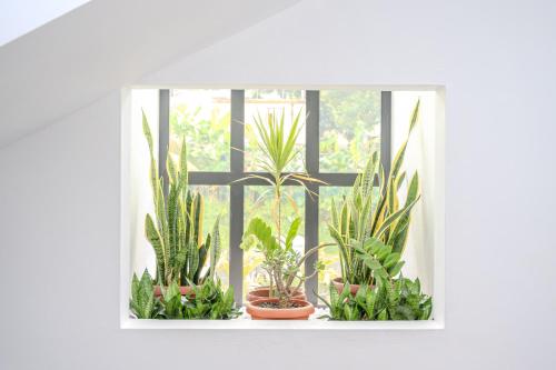 a window with a bunch of potted plants on it at EvaZion River Side in Grande Rivière Sud Est