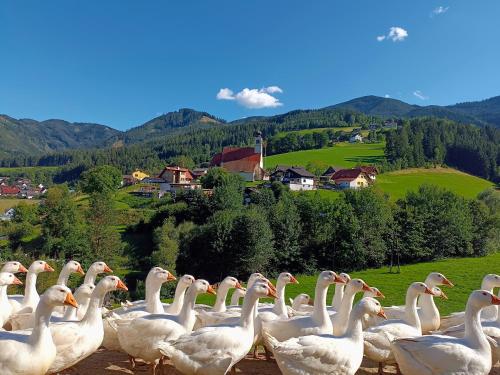 a flock of white geese standing in a field at Hofquartier Retzmoar - Familie Hörmann in Bruck an der Mur