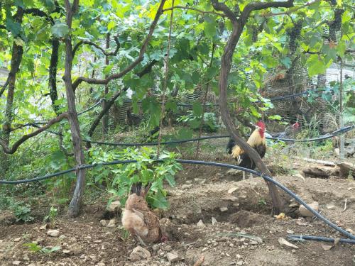 a group of chickens standing under a tree at Guri Guesthouse in Gjirokastër