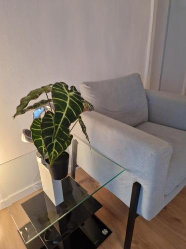 a potted plant on a glass table next to a couch at Lakeside Ferienhaus Neusiedl am See in Neusiedl am See