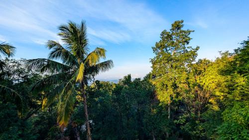 a palm tree in the middle of a forest of trees at Kavi Guest Belihuloya in Belihul Oya