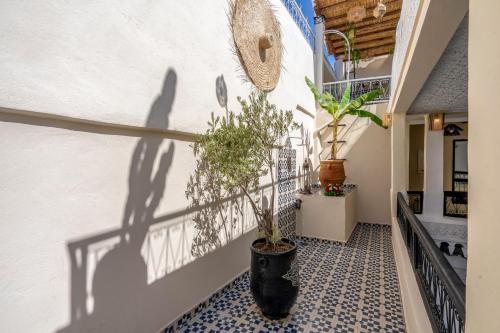 a shadow of a plant on a wall at Dar Bonita in Marrakech