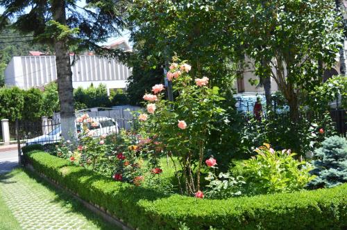 a garden with pink roses and green bushes at Vila Villador in Piatra Neamţ