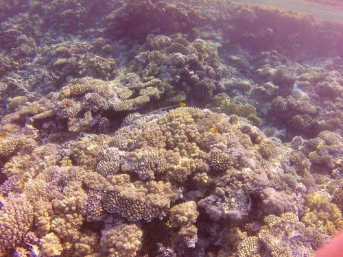 Fotografie z fotogalerie ubytování Blue view villas&apartments v destinaci Dahab