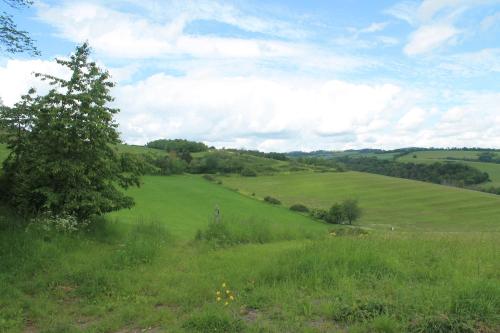 a field of green grass with a tree in the middle at Blick zur Heide in Volkesfeld