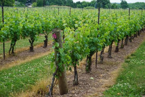 a row of green vines in a field at Cozy Suite with HOT TUB & Highspeed Internet in Grimsby