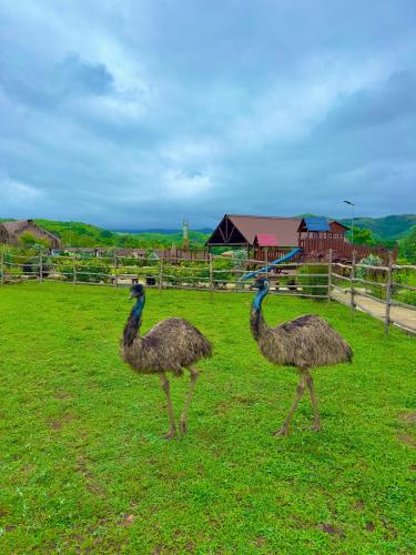 Binatang di hotel atau berdekatan