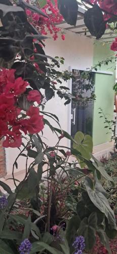 Κήπος έξω από το Casa Gerânio