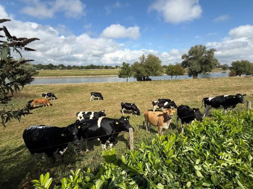 a herd of cows grazing in a field at LuxChalet Ferienhaus ELLA mit Aussicht auf die Ijssel im Ferienpark mit Pool und Strand Holland Niederlande in Lathum