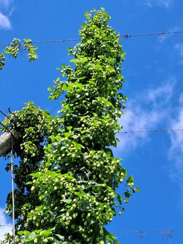 a large green tree against a blue sky at Holledauer Hopfakammerl in Wolnzach