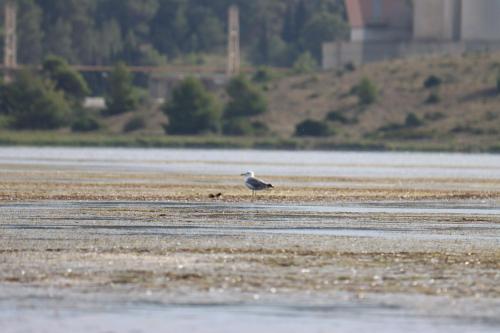 a bird standing on the sand in a body of water at Authentic fisherman's house Maison de pêcheur authentique in Port-la-Nouvelle