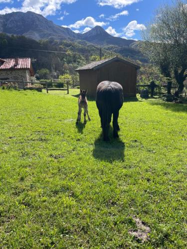Billede fra billedgalleriet på Albergue de Aciera i Agüeras