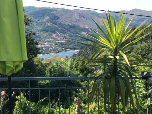 a palm tree in front of a view of a valley at Casa De Casarelhos in Cova