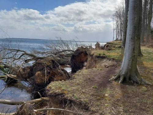 a shoreline with trees and a body of water at 6 person holiday home in Juelsminde-By Traum in Sønderby