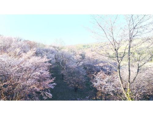 an aerial view of a forest of trees with pink flowers at Furano Hops Hotel - Vacation STAY 41796v in Kami-furano