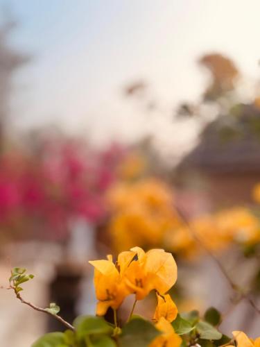 a group of yellow flowers on a bush at Little Chandhana Guest House in Kottayam