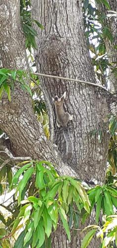 a bird is sitting on the side of a tree at Arachiwil Green Nature Resort in Puttalam