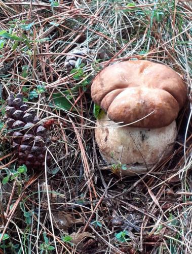 two mushrooms sitting on the ground in the grass at B&B Nonna Iolanda in Camigliatello Silano
