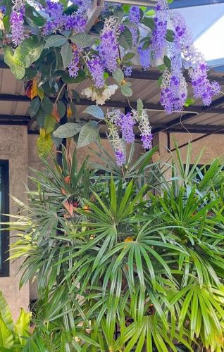 a bunch of purple flowers hanging from a building at บ้านพักบุหงา199 อ สรรพยา in Sanphaya