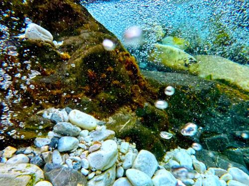 a fish in the water next to some rocks at Incantevole casa sul fiume, Relax e Natura ai piedi della Alpi Apuane in Massa