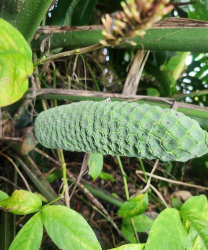 a green leaf with water droplets on it at Studio in Keaau