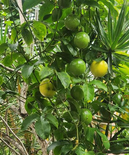 a bunch of green fruits on a tree at Fully renovated 4 bd with 2 master suits, 3 bth home in centralized location in Keaau