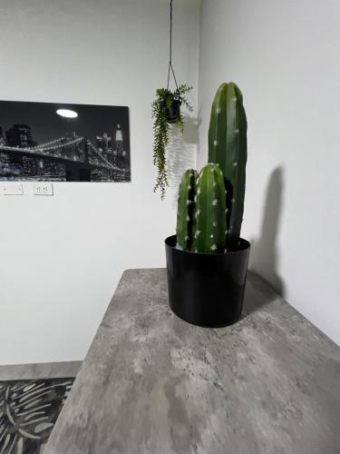 a cactus in a black pot sitting on a table at Aparta Suites La Flora- Infinity Living in Cali