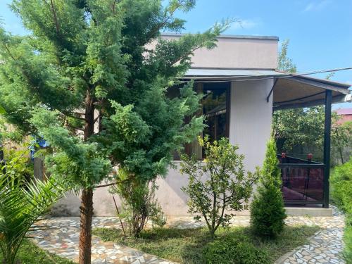 a pine tree in front of a house at BEATRIS in Ureki