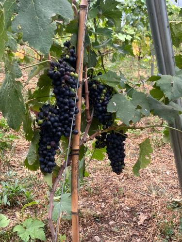 a bunch of black grapes hanging from a tree at Roca negra Montseny in Fogars de Montclus