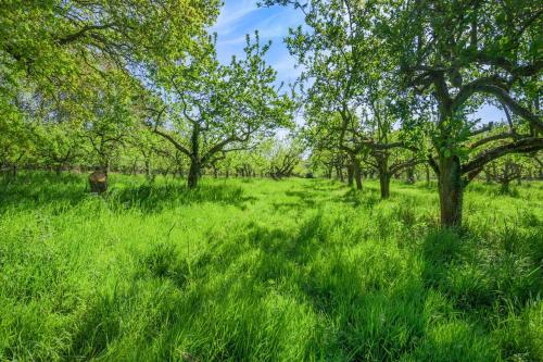 a field of tall green grass with trees at The Orchard Hut in Burnham Market