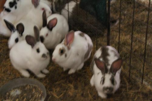 a group of white rabbits in a cage at Agriturismo Natura e Gusto fattoria didattica in Cascia