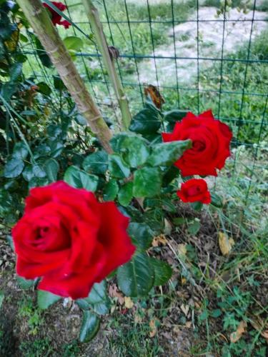 a group of red roses in front of a fence at Lory in Elice