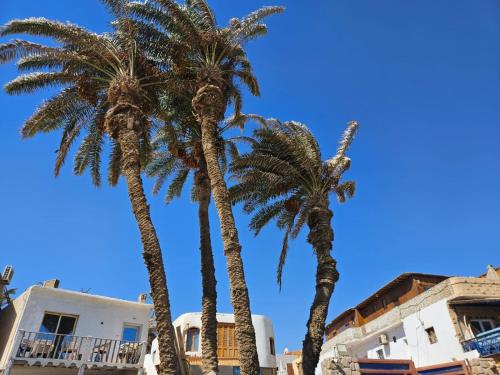 two palm trees in front of a building at Sirena Dahab in Dahab