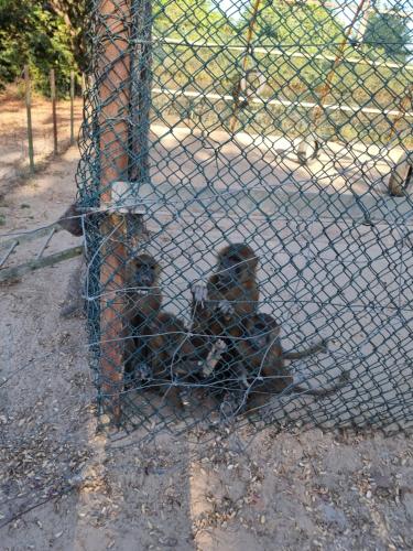 Animales en el departamento o alrededores
