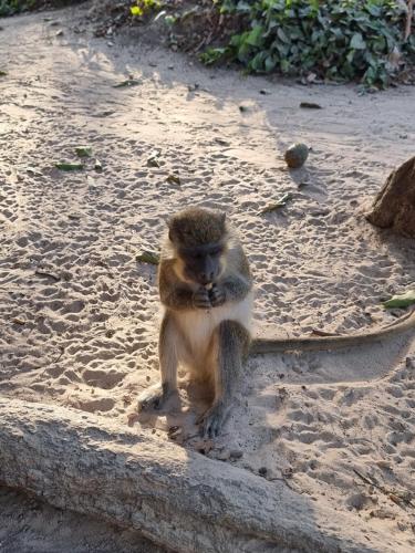 Animales en el apartahotel o alrededores