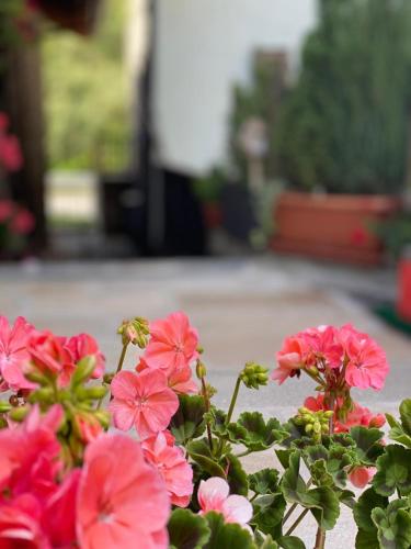 a group of pink flowers in a garden at Maison Maribel in Pré-Saint-Didier