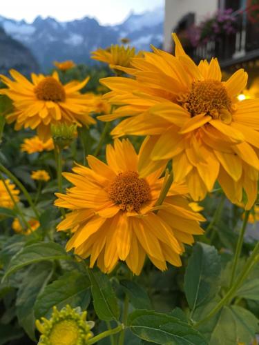 a group of yellow flowers in a field at Maison Maribel in Pré-Saint-Didier