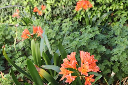 a group of orange flowers and green plants at Petal's Place in Robertson