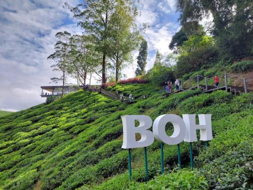 a sign on top of a hill with a tea plantation at Palas Horizon Home A-6-15 in Brinchang