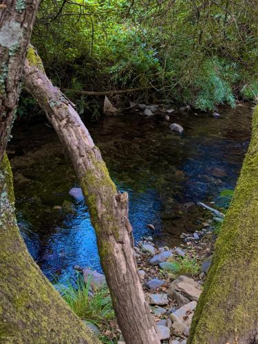 two trees framing a stream in a forest at Quinta São José - Museu do Triciclo in Mesão Frio