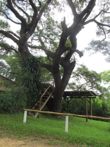 a tree with a ladder in the middle of it at Chácara with pool and trails in the Cerrado biome in São Carlos