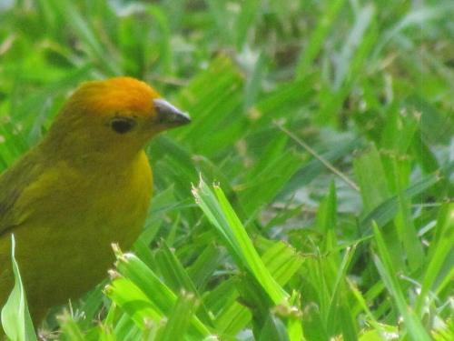 a yellow bird is sitting in the grass at Chácara with pool and trails in the Cerrado biome in São Carlos