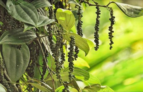 Taman di luar Pepper Nut Homestay