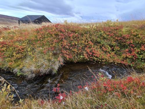 a small stream in a field with red flowers at Svartaborg in Húsavík
