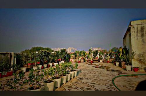 una fila di piante in vaso su un patio di Voyageurs Homestay ad Agra