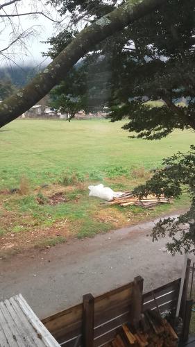 a white animal laying on the grass in a field at Cabaña entre árboles in Neltume